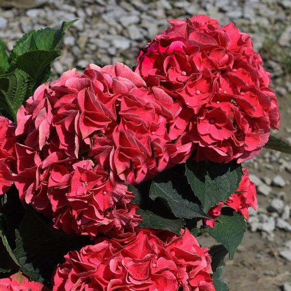 2g Crimson Hydrangea