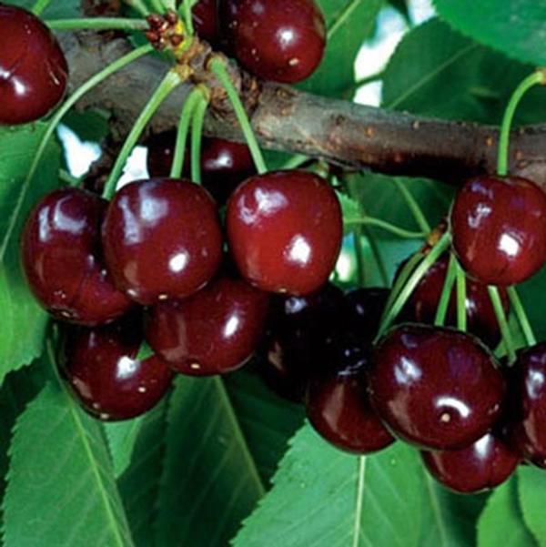 1g Crimson Passion Dwarf Cherry