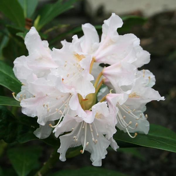 2g Cunningham's White Rhododendron