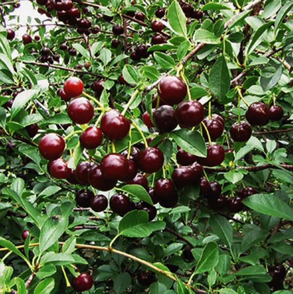 1g Cupid Dwarf Cherry