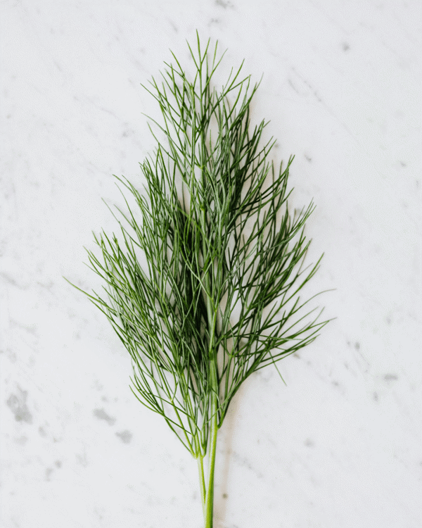 4 Inch Dill