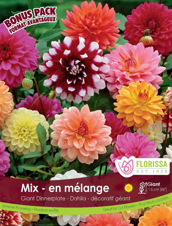 4 Bulbs Dinnerplate Dahlia Mix