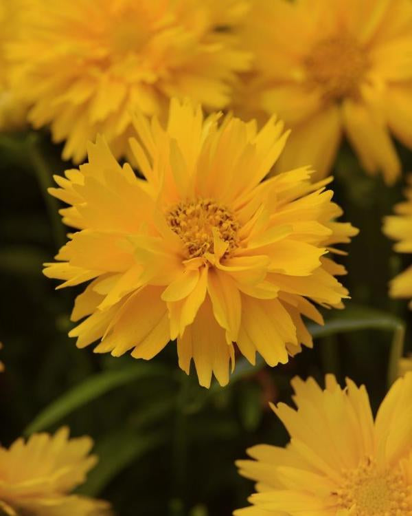 Double the Sun Coreopsis - 11cm Pot