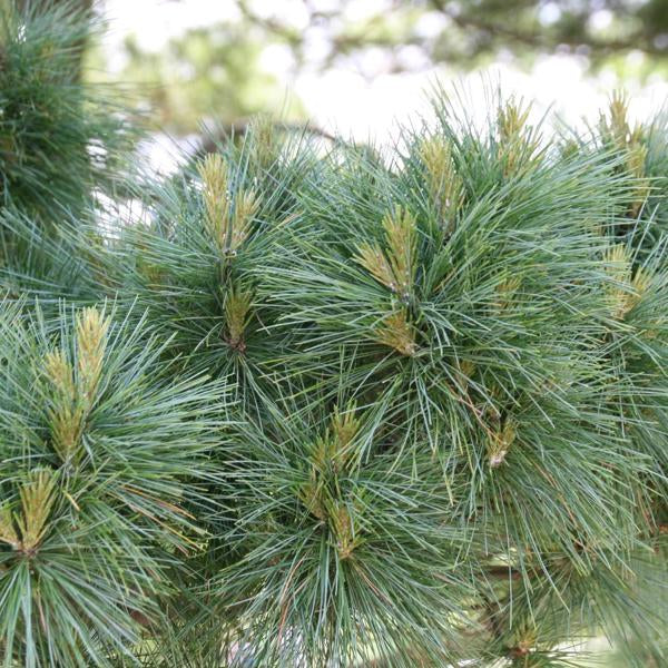 5g Dwarf Eastern White Pine