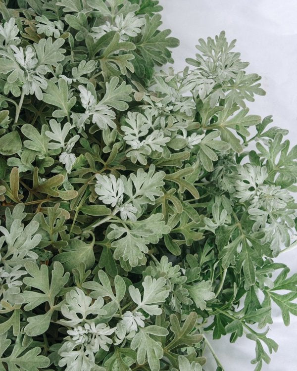 1g Dusty Miller Artemesia