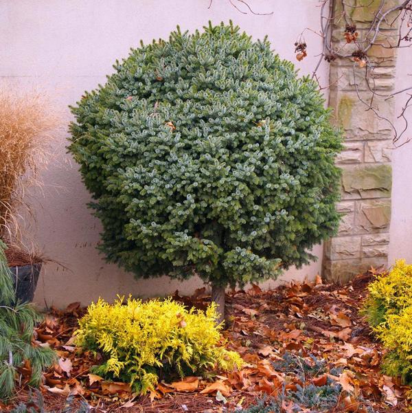 5g Dwarf Serbian Spruce Standard