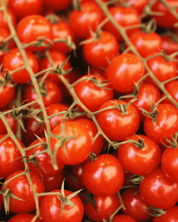 4 Inch Early Girl Tomato