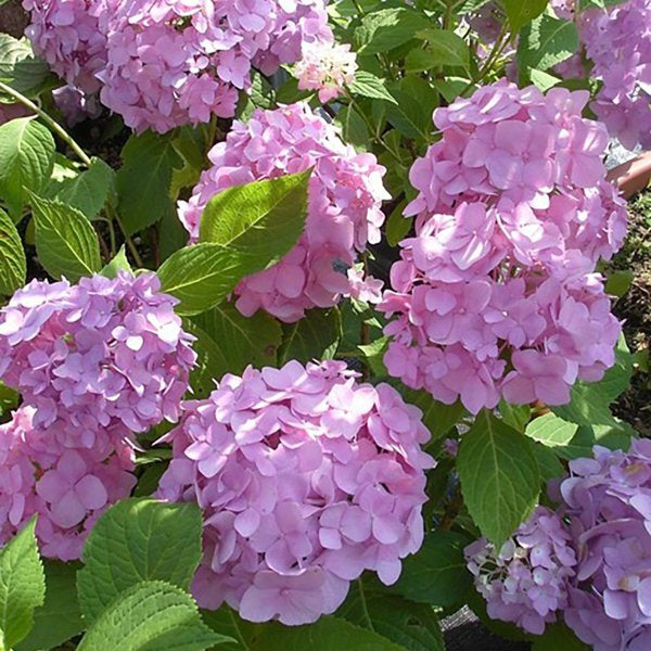 2g Early Sensation Hydrangea