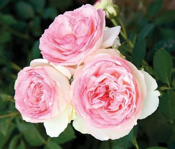 2g Eden Climber Rose