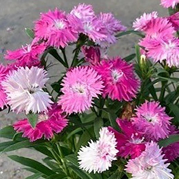 1g Edgy Sugar'n Spice Pinks