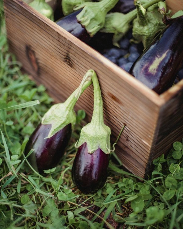 4 Inch Eggplant
