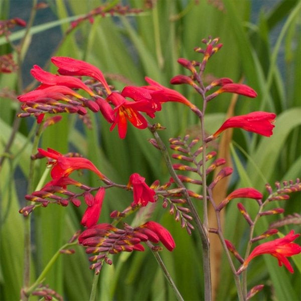 1g Emberglow Montbretia