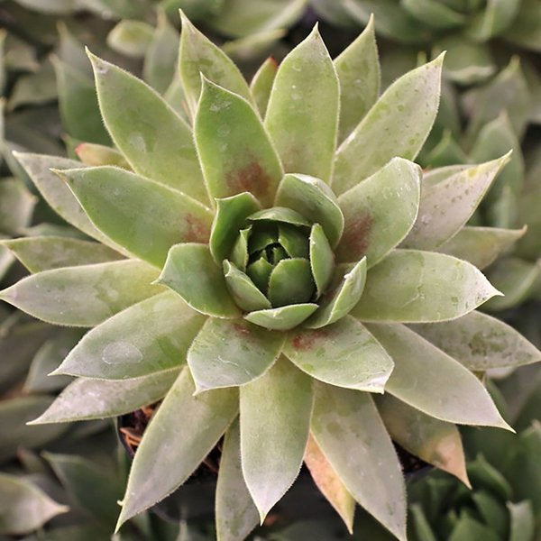 1g Emerald Hens and Chicks