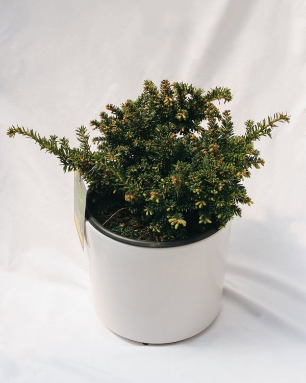 30cm 3g Emerald Spreader Cone Yew