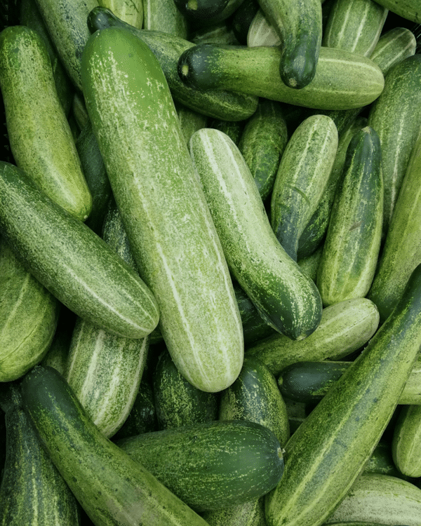4 Inch English Cucumber