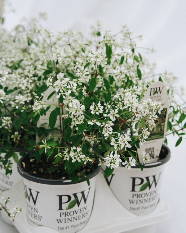 4 Inch Euphorbia Diamond Snow