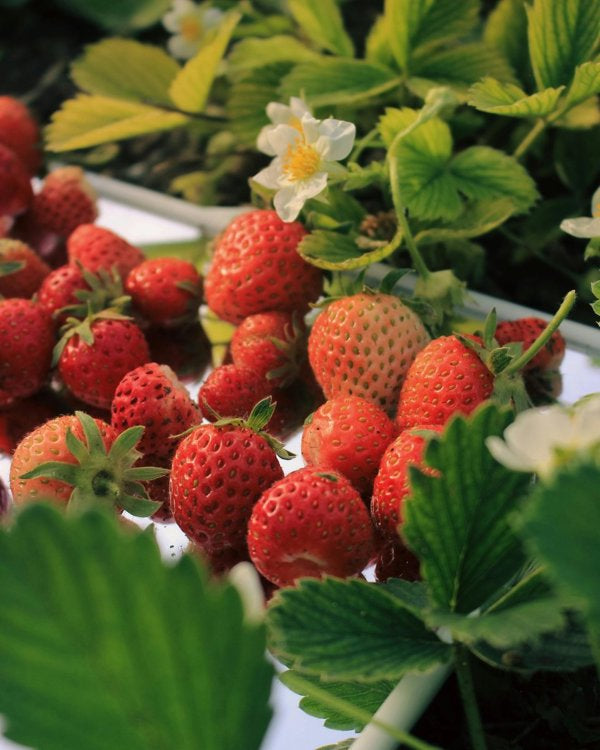 4 Inch Everbearing Strawberries