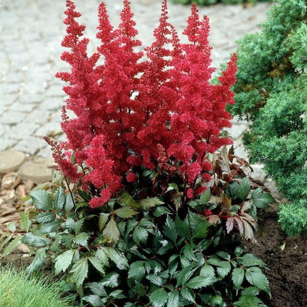 1g Fanal False Spirea