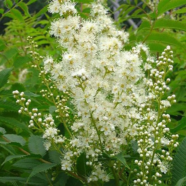 2g False Spirea