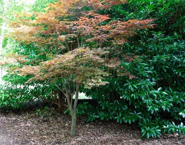 2g Fire Glow Japanese Maple