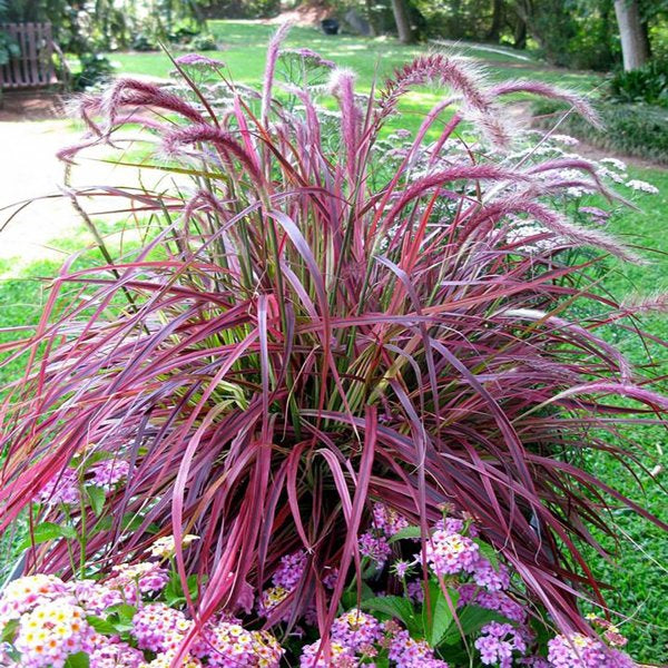 2g Fireworks Fountain Grass