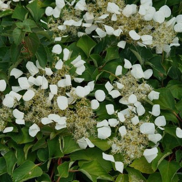 1 Quart Flirty Girl False Hydrangea Vine