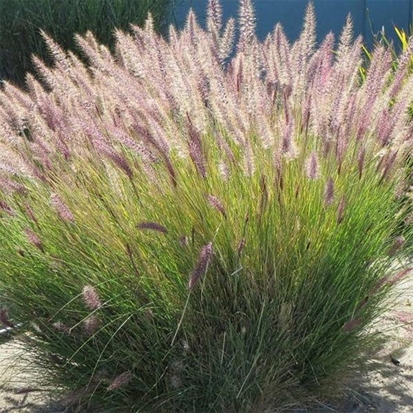 1g Fountain Grass