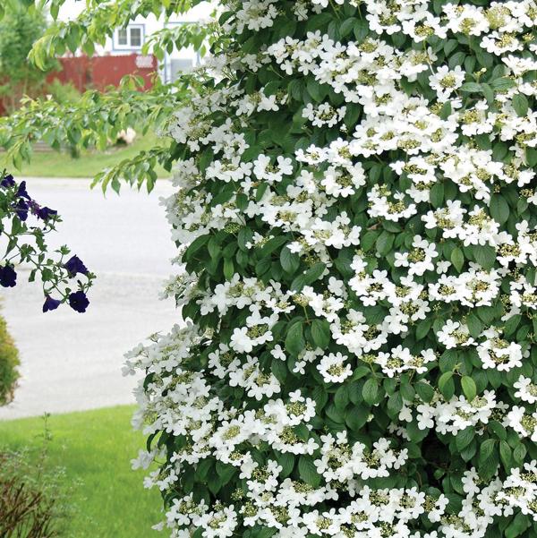 5g Fragrant Snowball Viburnum