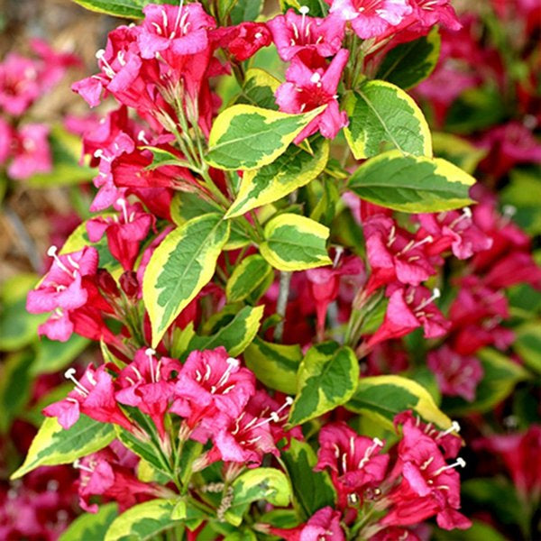 2g French Lace Weigela