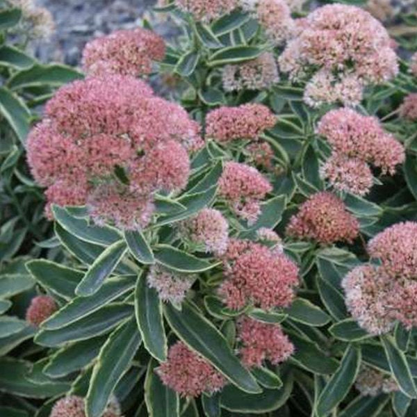 1g Frosted Fire Stonecrop