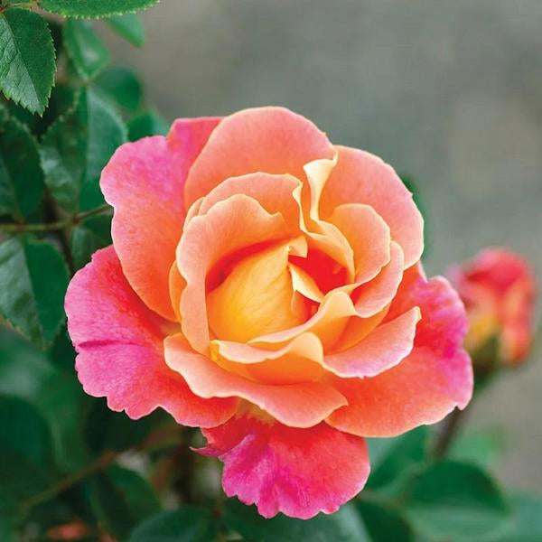 2g Fruity Petals Rose