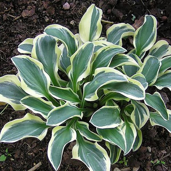 Funny Mouse Hosta - 11cm Pot