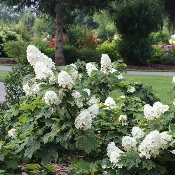 1 Quart Gatsby Glow Ball Oakleaf Hydrangea