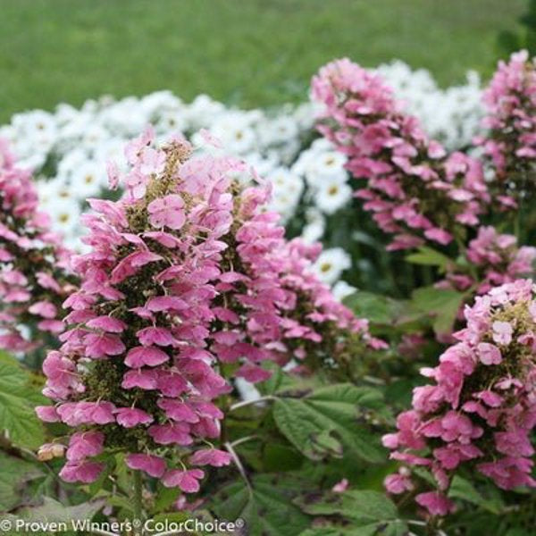 1 Quart Gatsby Pink Oakleaf hydrangea