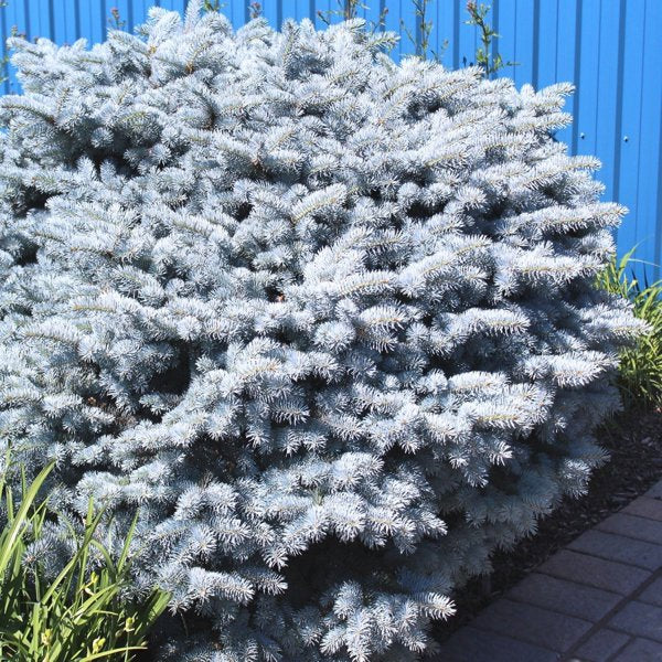 2g Globe Blue Spruce