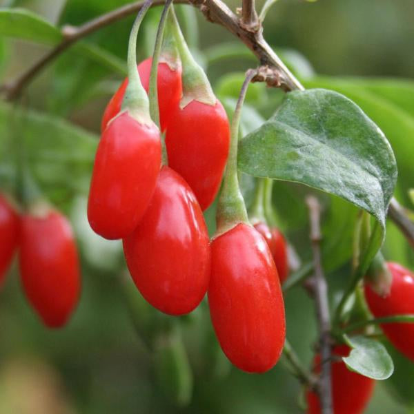 1g Goji Berry