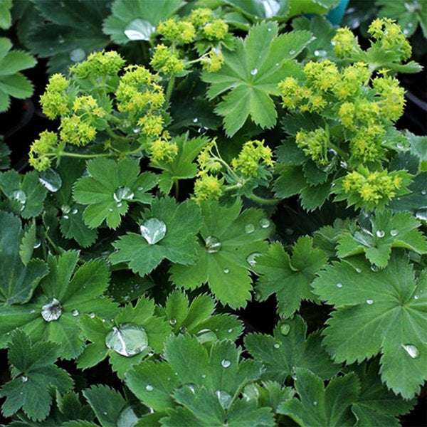 1g Gold Strike Lady's Mantle