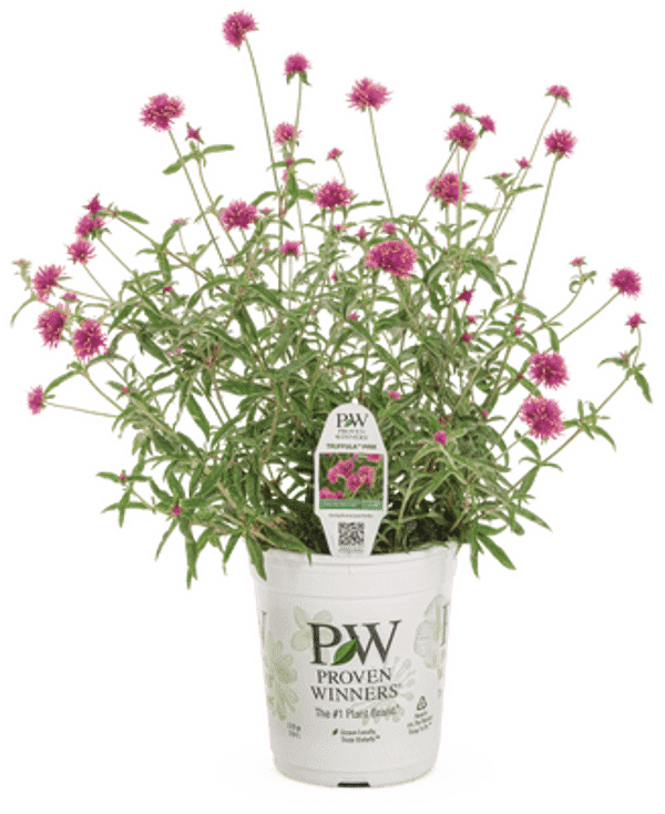 4 Inch Gomphrena Truffula Pink