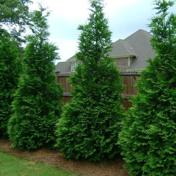 2g Green Giant Western Red Cedar Tree
