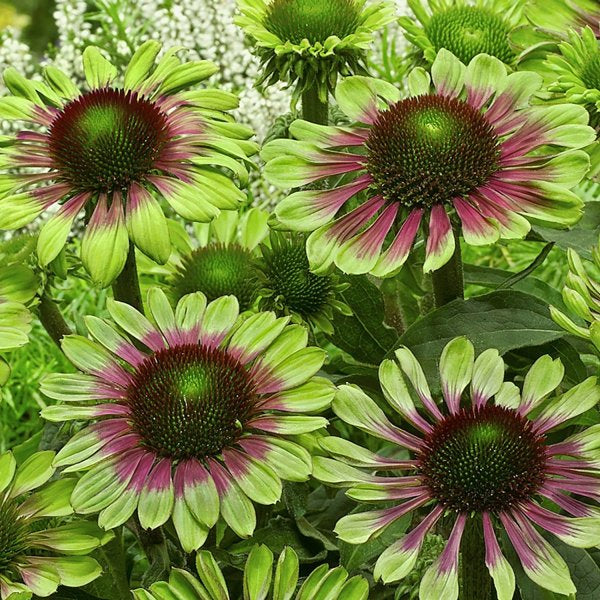 1g Green Twister Coneflower
