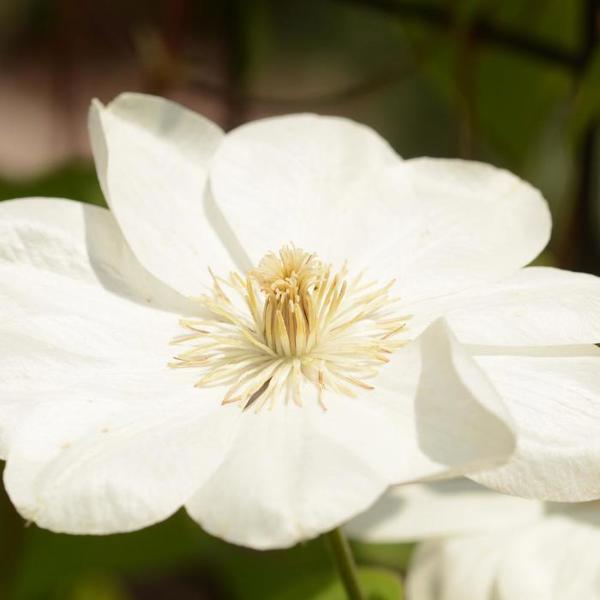 1g Guernsey Cream Clematis