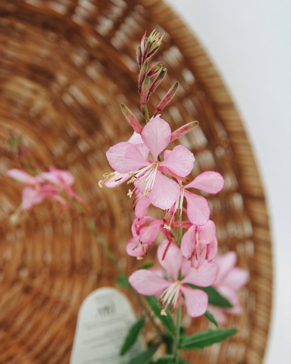 4 Inch Guara Stratosphere Pink Picotee