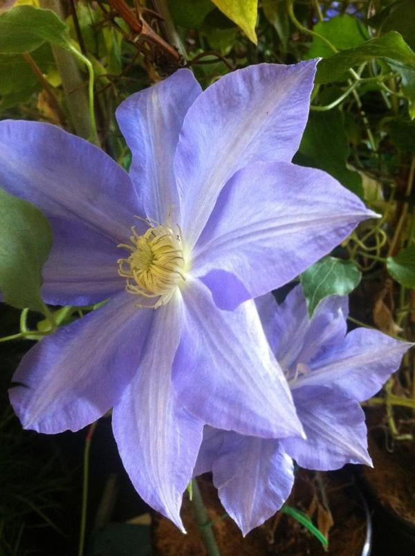 1g H.F. Young Clematis