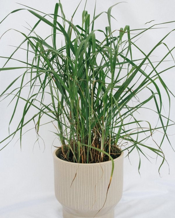 Heavy Metal Switch Grass 1 Gallon