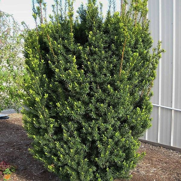 5g Hicks Hybrid Yew