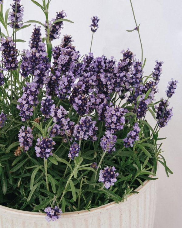 2g Hidcote Blue English Lavender