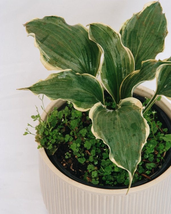 1g Hope Springs Eternal Plantain Lily