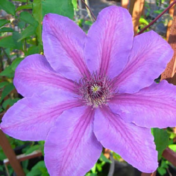 1g Horn of Plenty Clematis