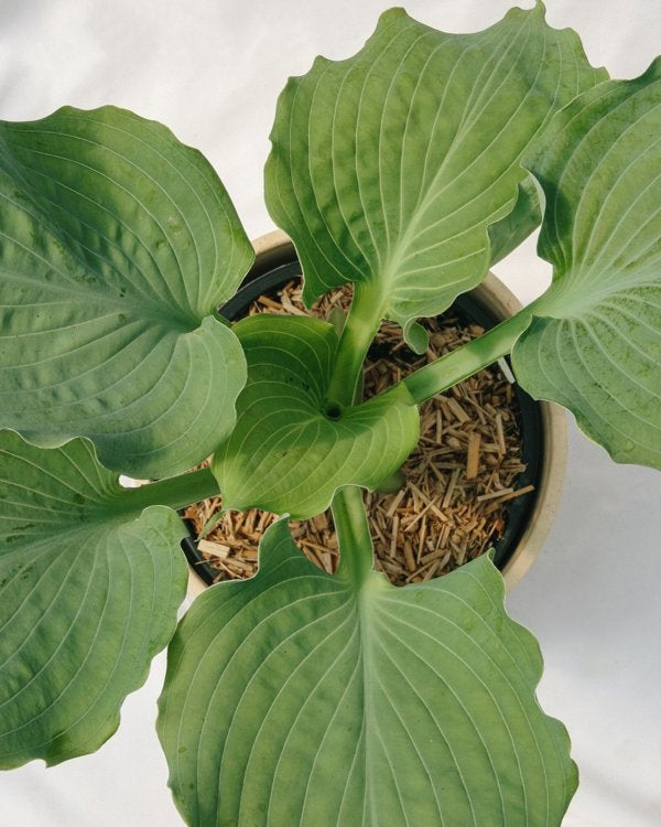 1g Hosta Diamond Lake