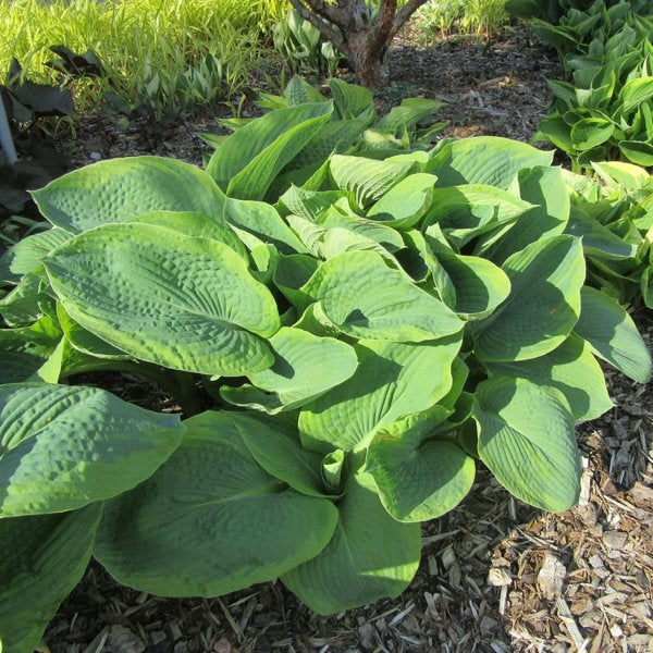 1g Hosta Big Daddy
